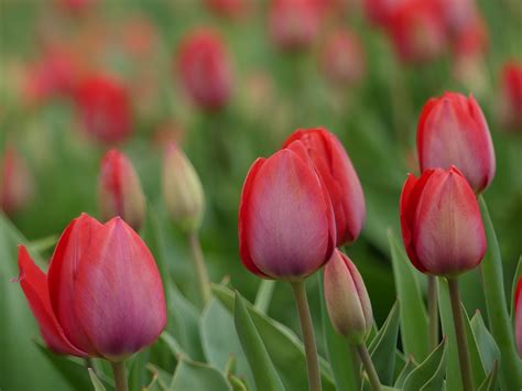 Tulips Flowers Red Free Photo On Pixabay Pixabay