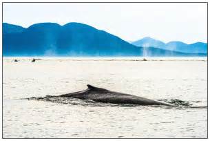 Whale-watching in Alaska