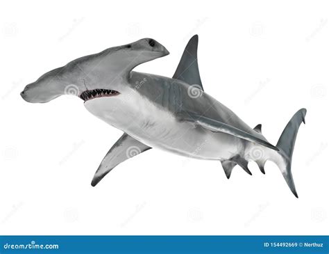 Hammerhead Shark Drawing Realistic Art Dongle