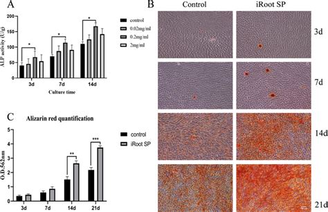 Effect Of Iroot Sp On Alp And Mineralization For Hscaps A Alp Activity Download Scientific