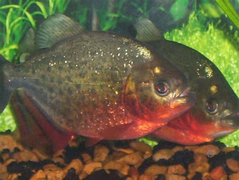 Piranha fish - Amazing Piranha Facts, Images, Information, Habitats ...