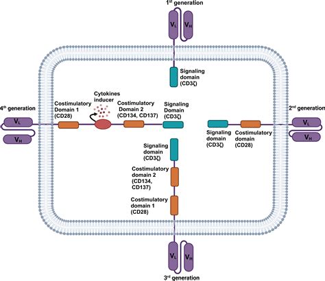 Frontiers Antitumor Activity Of Genetically Engineered Nk Cells In