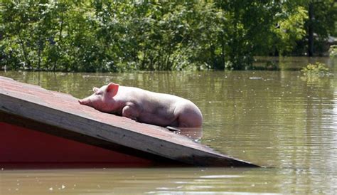 Las Inundaciones Causan Decenas De Muertos En Serbia Mundo El