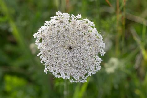 European Wild Carrot Daucus Carota Subsp Sativus Umbel With White