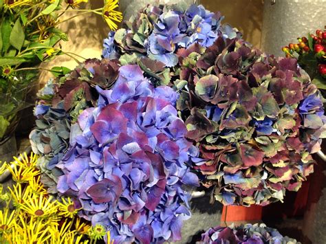 Rare Hydrangea | Antique hydrangea | GARDEN | Pinterest Hydrangea ...