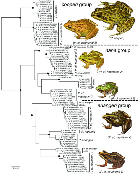 Maximum Likelihood Estimate Ml Of Phylogenetic Relationships In The