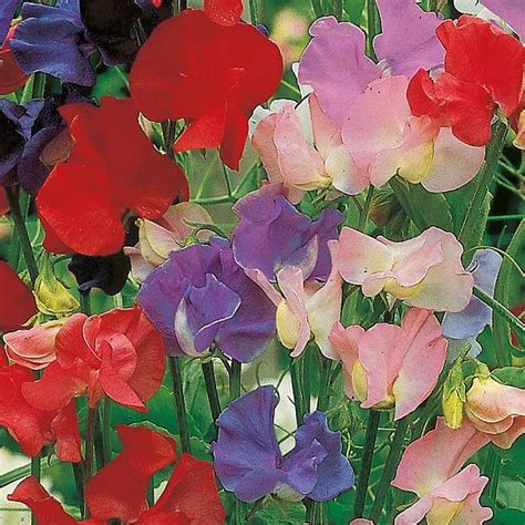 Sweet Pea Seeds Old Fashioned Mixed Dobies