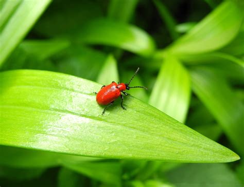 Beetle Lily Red Bug - Free photo on Pixabay - Pixabay