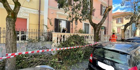 Catanzaro Sferzata Dal Vento Alberi Sdradicati E Al Pugliese Crolla