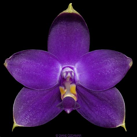 Phalaenopsis Violacea