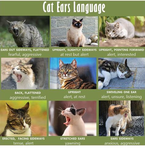 Cat Body Language Chart And Pictures Cat Yawning Cats Cat Language