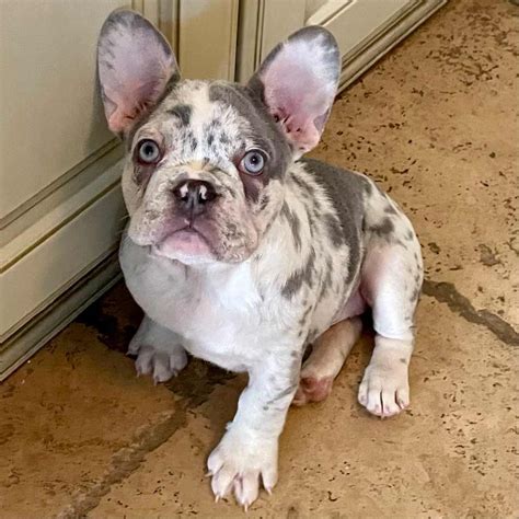 Merle French Bulldog for sale near me | Merle Frenchie Puppies