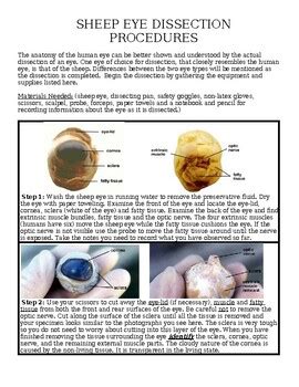 Biology Sheep Eye Dissection Lab Activity By Transformation Teaching