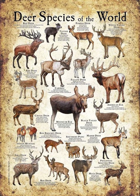 Deer species – Artofit