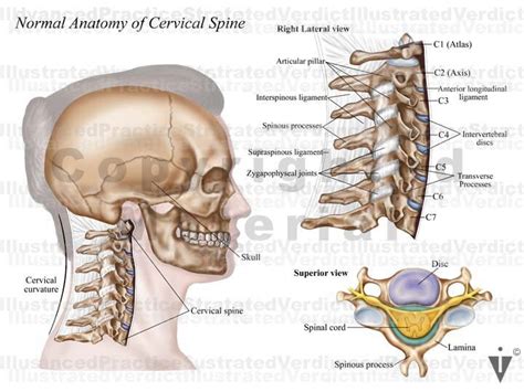 Cervical Vertebrae Anatomy C