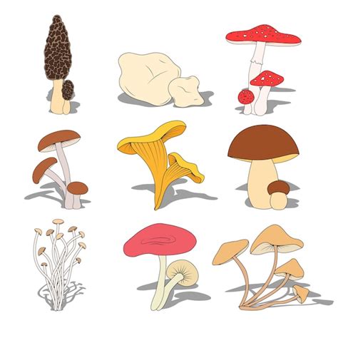 Premium Vector Set Of Edible Mushrooms With Shadow On White Background