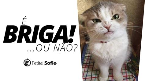 Briga De Gato Como Saber Se Brincadeira Ou Briga S Ria Youtube