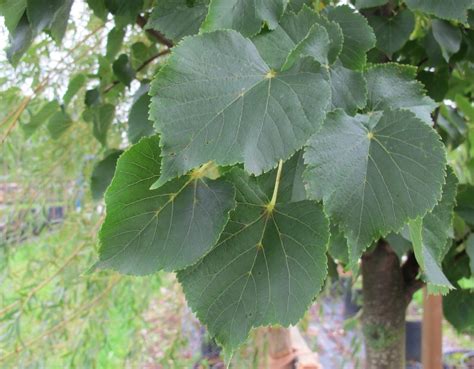 Tilia Cordata Linn® E Tönnersjö Plantskola