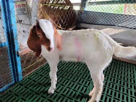 White Boer Cross Breed Goat At Rs 600kg In Salem Id 25237422788