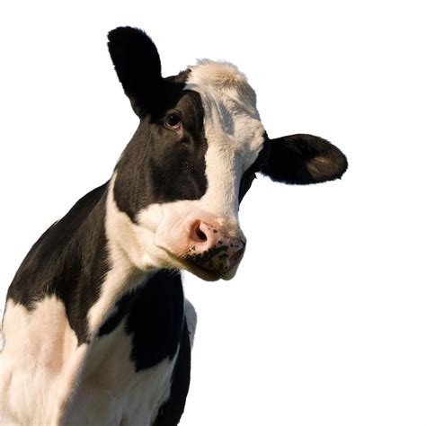 Premium Photo Holstein Cow Over White Background