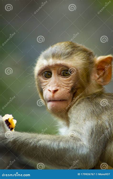 Baby Rhesus Monkey In The Indian Jungle Stock Image - Image of fauna ...