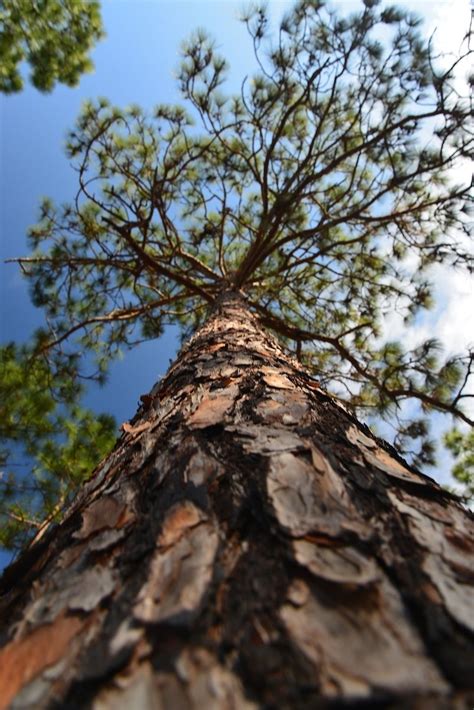 Secrets of the Longleaf Pine | Secrets of the Longleaf Pine | Pine trees forest, Conifers garden ...