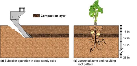 Soil Compaction Problems And Subsoiling Effects On Potato Crops A