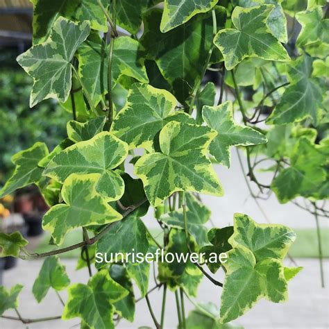 Hedera Helix Variegated 100cm Sunrise Flower