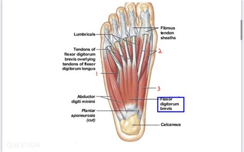 Foot muscles Diagram | Quizlet