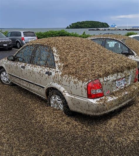 Move over love bugs - Mayflies are now the biggest pest – WDBO