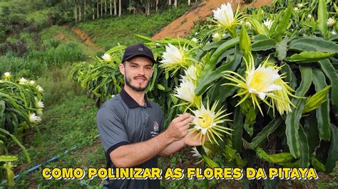 Como Polinizar A Pitaya - como polinizar as flores da pitaya , dicas importantes - YouTube