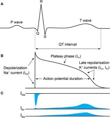 Frontiers Structures Illuminate Cardiac Ion Channel Functions In