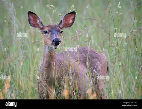 June 7 2013 Roseburg Oregon Us A Blackmailed Deer Doe Feeds In