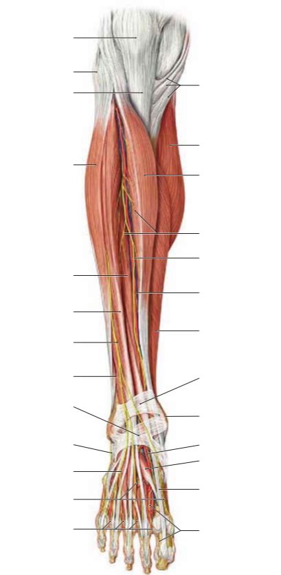 Regio Cruris Anterior 1 Diagram Quizlet