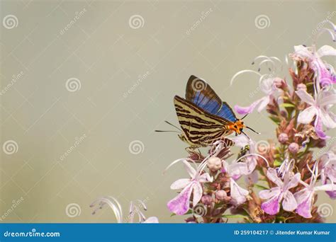 Long Banded Silverline Butterfly Sitting On The Flower Stock Image