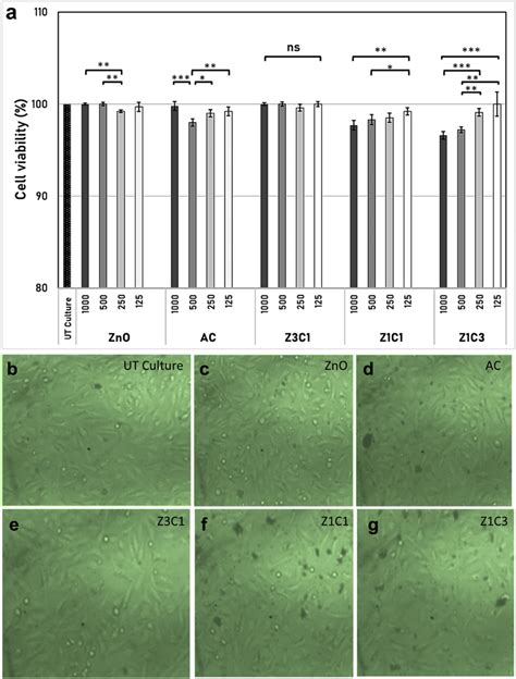 Cytotoxicity Of Multi Concentrations Of The Synthesized ZnO NPs AC