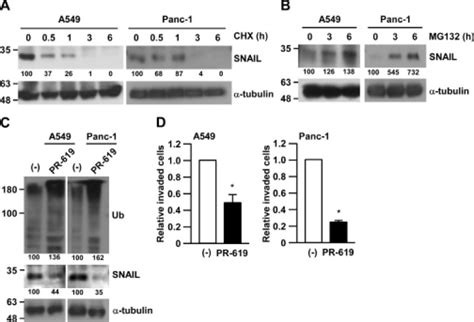 Human Pancreatic Ductal Adenocarcinoma Cell Line Panc ATCC Bioz