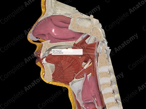 Alar Fascia | Complete Anatomy