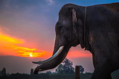 Premium Photo | Thai elephant