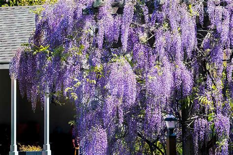 11 of the Best Non-Invasive Flowering Vines to Grow in the North