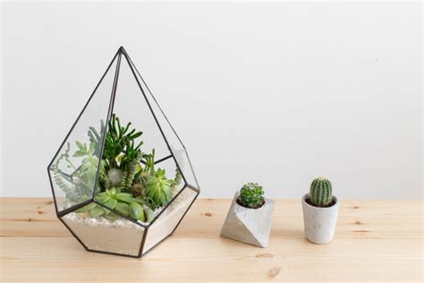 Best Succulent Terrarium Plants - HouseplantJoy.com