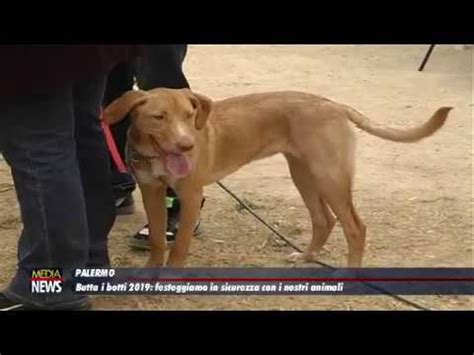 Io Dico No Ai Botti Di Capodanno State Accanto Ai Vostri Cani E