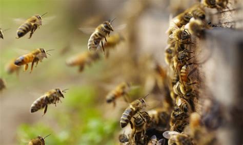 Descubren El Secreto Que Convierte En Asesinas A Las Abejas Africanizadas