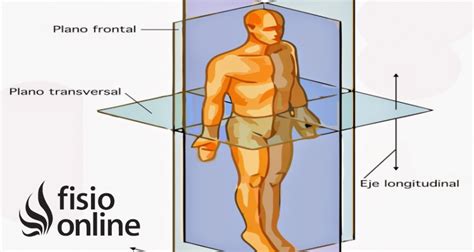 Plano Transversal Del Cuerpo Humano Images Tipos Porn Sex Picture