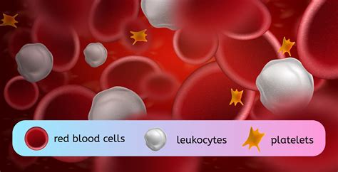 Blood Components: A Comprehensive Overview