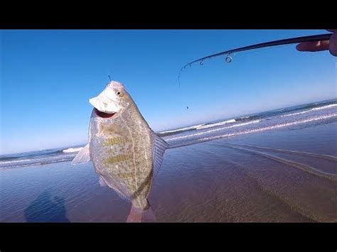 Oregon Surf Fishing Catching Big Surf Perch Youtube