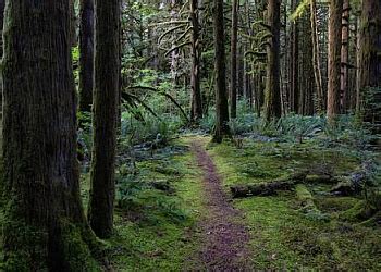 3 Best Hiking Trails in Maple Ridge, BC - Expert Recommendations