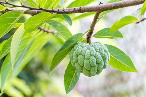 Free Photo | Closeup shot of a custard-apple growing on the tree