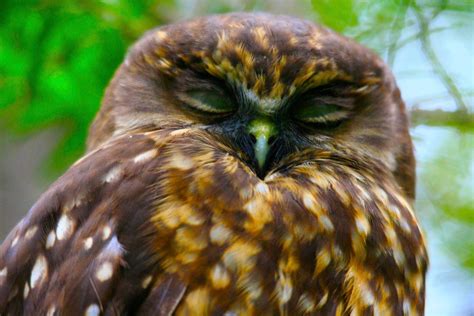 Ruru Morepork Nz Native Owl Nz Birds Birds Owl