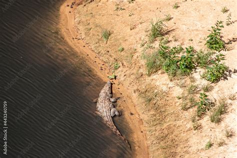 Nile Crocodile, Guelta d'Archei. Chad, Africa Stock Photo | Adobe Stock